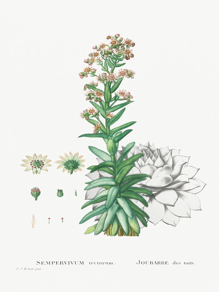 Sempervivum Tectorum, Pierre Joseph Redoute
