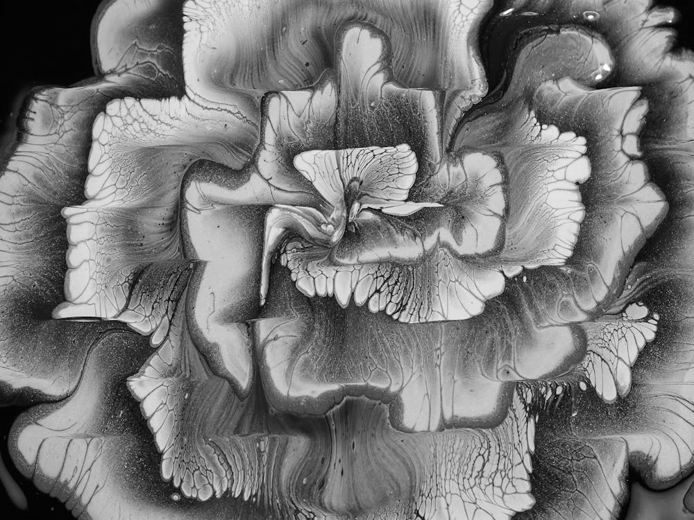Black And White Rose 1