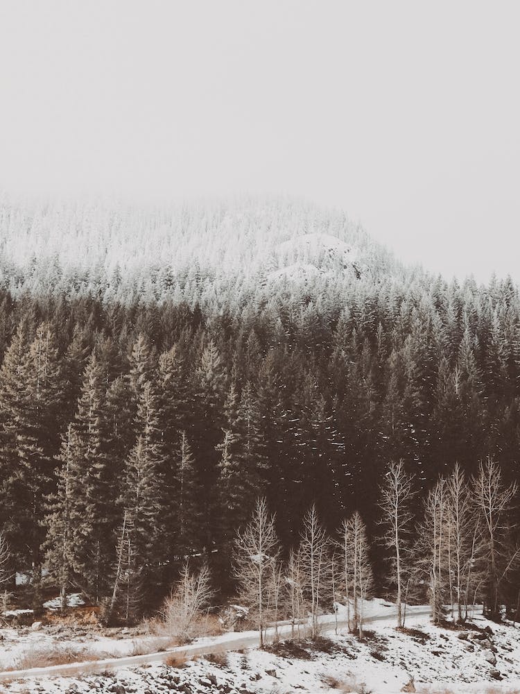 Winter Forest