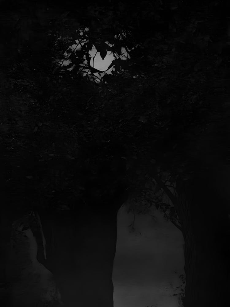 Dark Forest 1
