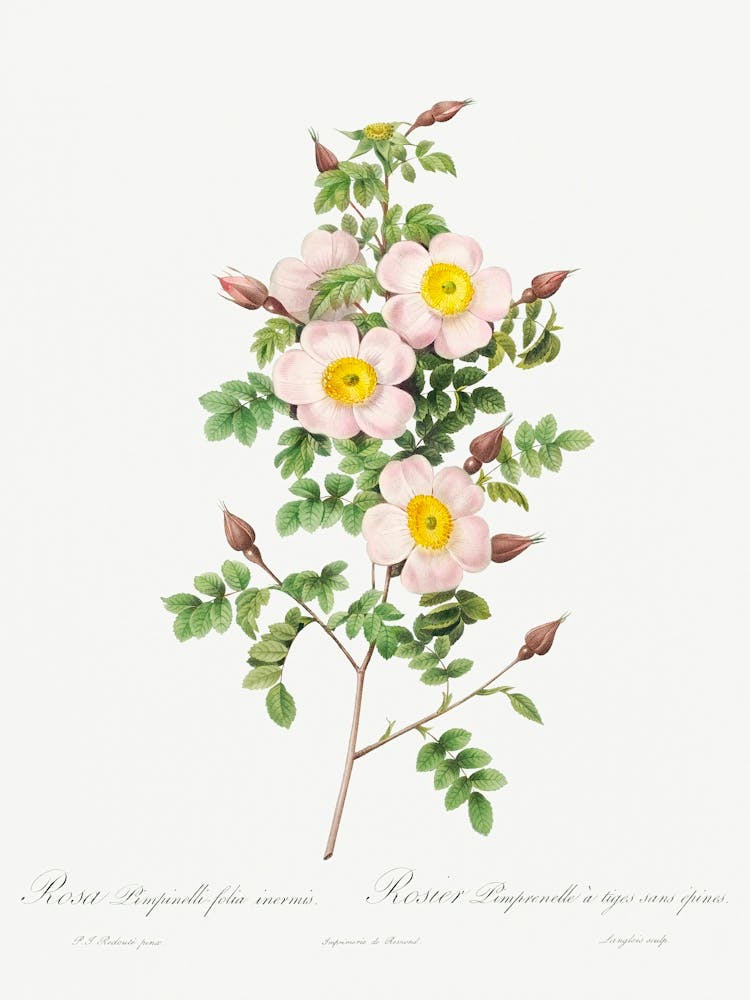 Rosa Pimpinellifolia, Pierre Joseph Redoute