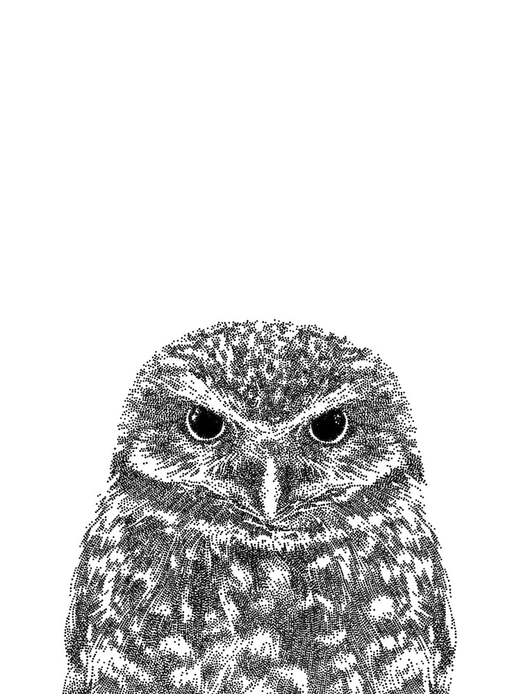 Owl Animal Print