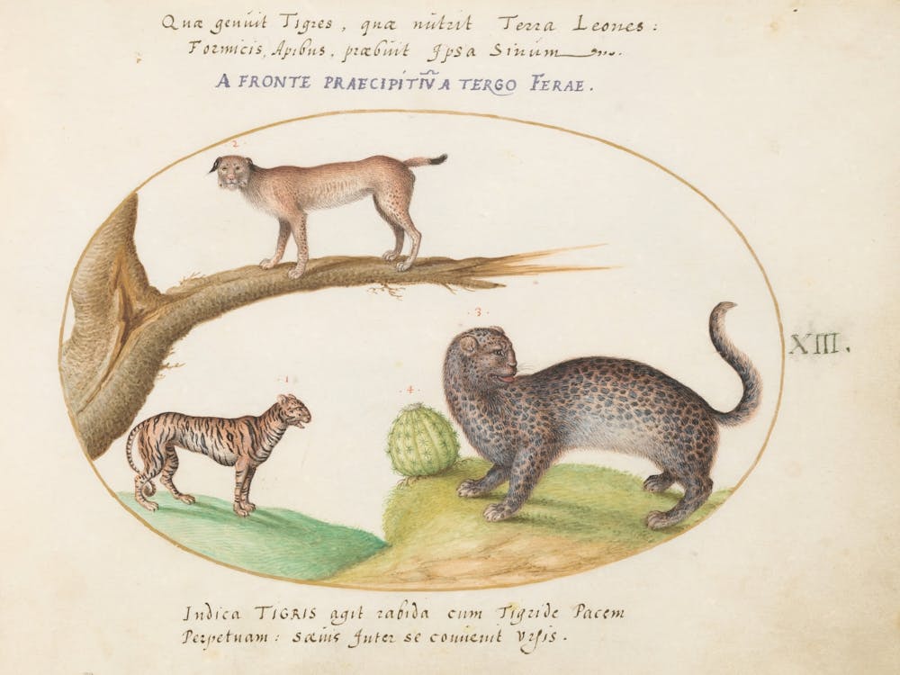 Animalia Qvadrvpedia et Reptilia (c. 1575-1580), Joris Hoefnagel 7