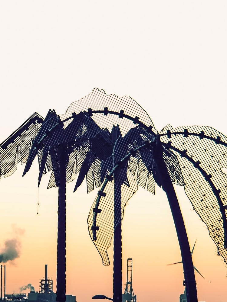 Palm Trees At Sunset in Hamburg