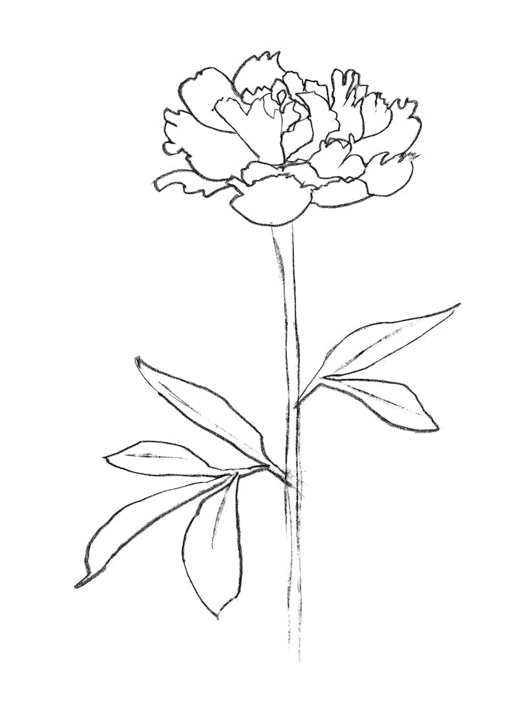 Peony Line Drawing
