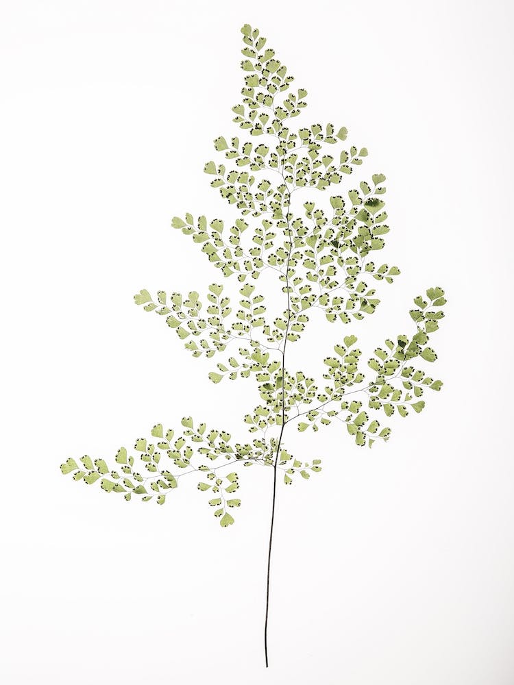 Leaf Study 06