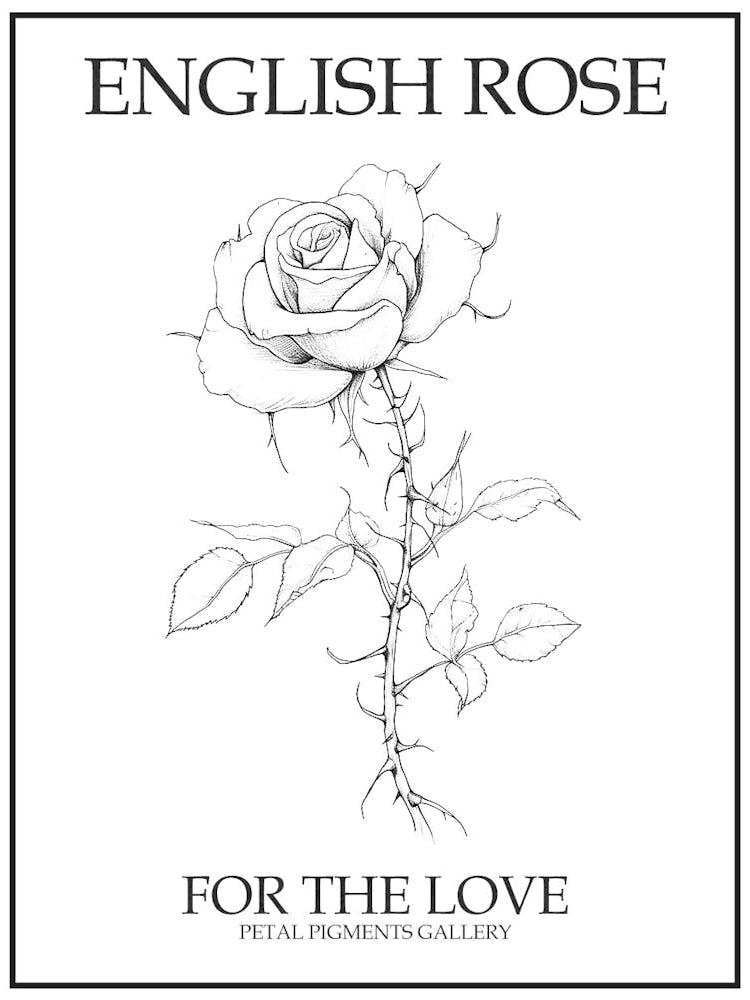 English Rose Black And White Line Drawing 31 Poster