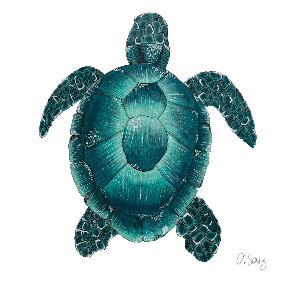 Blue Turtle. 1