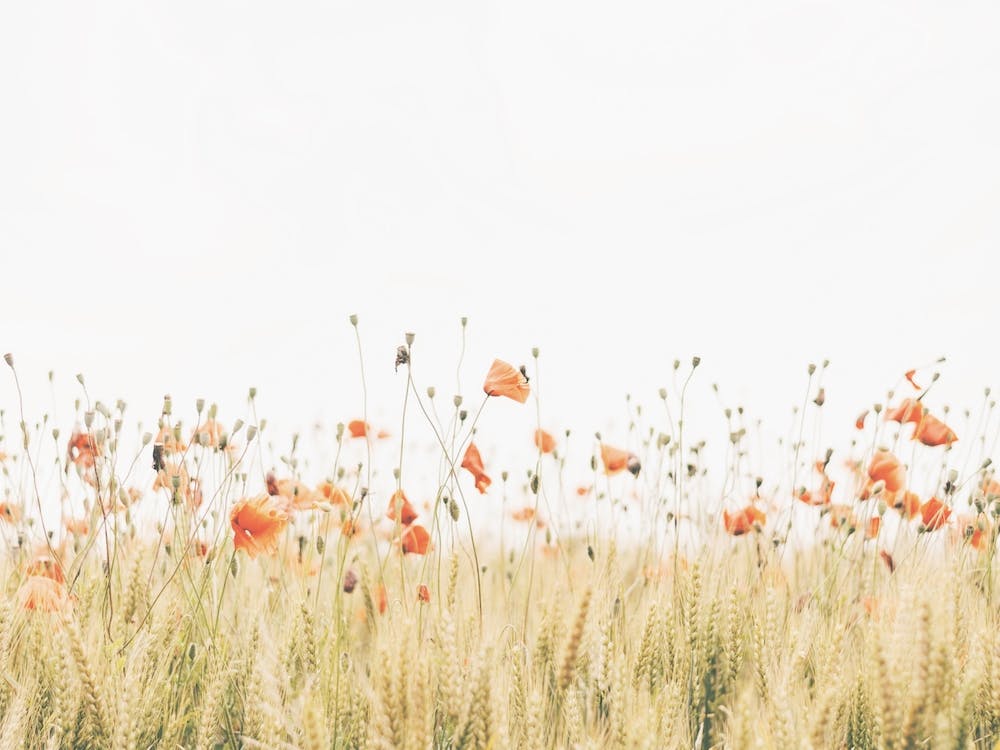 Red Poppy Flower Field