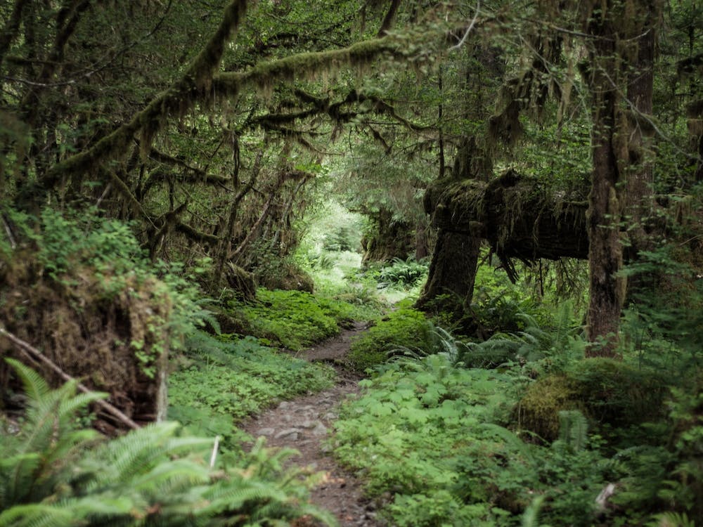 Rainforest Trail