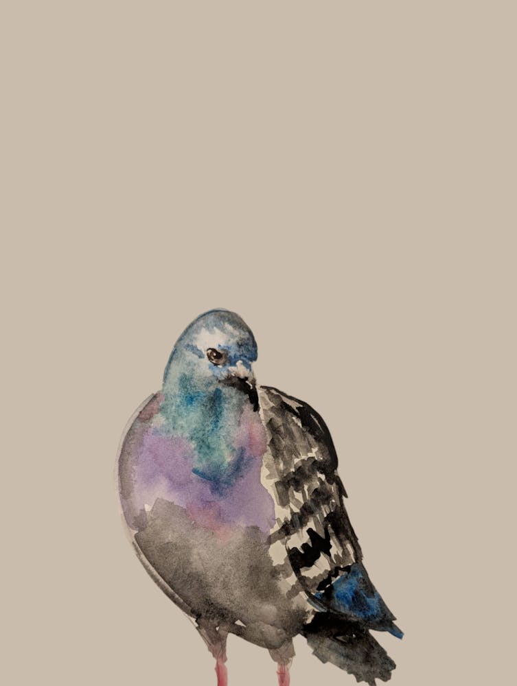 Pigeon Illustration Watercolour Cream Beige