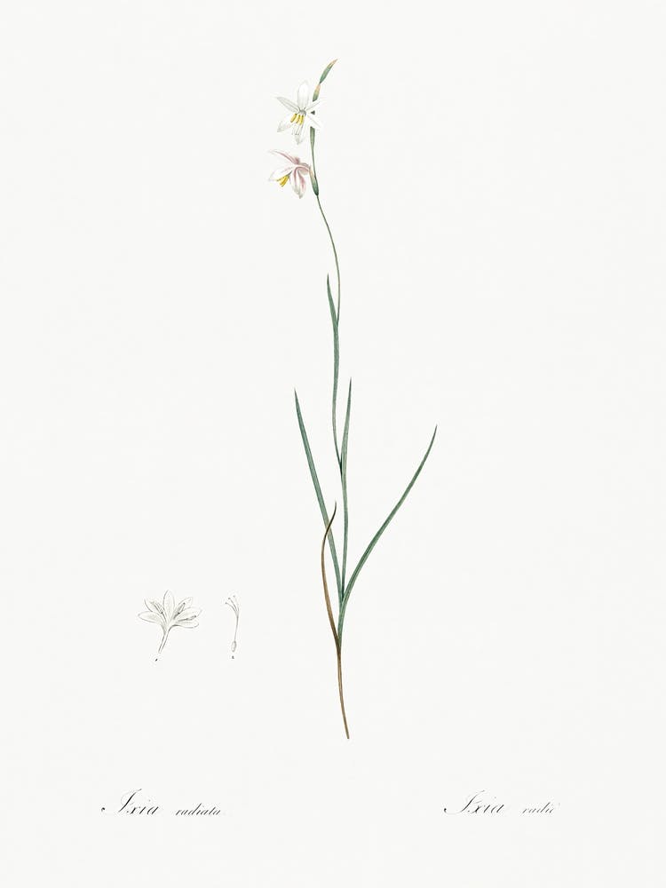 Hesperantha Illustration From Les Liliacées (1805), Pierre Joseph Redoute