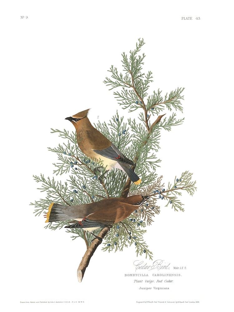 Cedar Bird