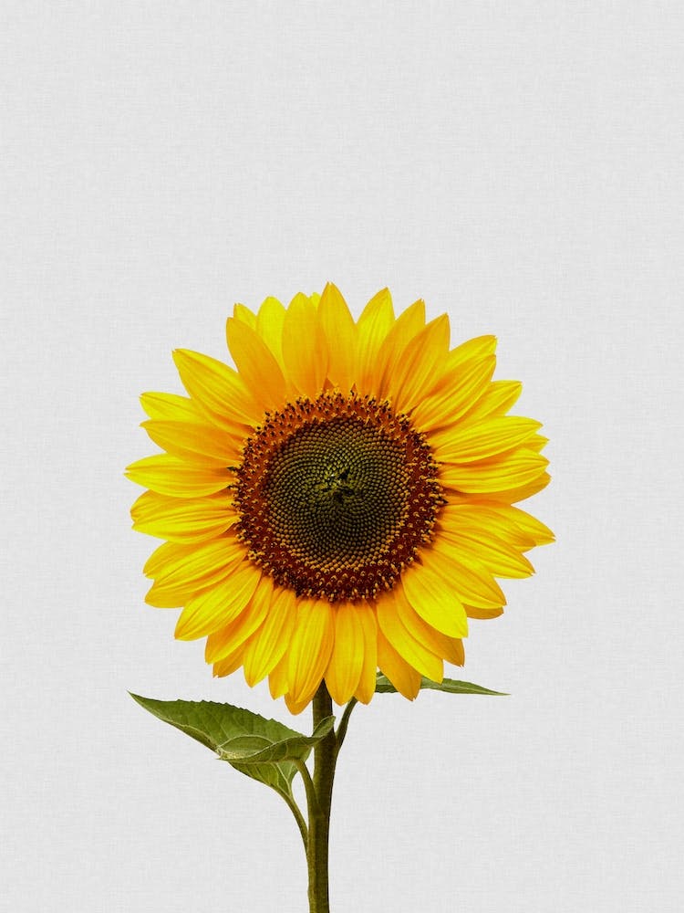 Sunflower Still Life