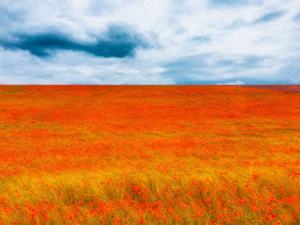 Where The Poppies Touch The Sky