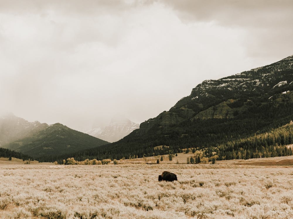 Mountain Bison