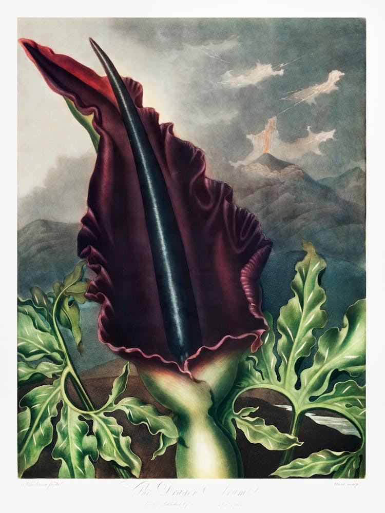 The Dragon Arum From The Temple Of Flora (1807), Robert John Thornton