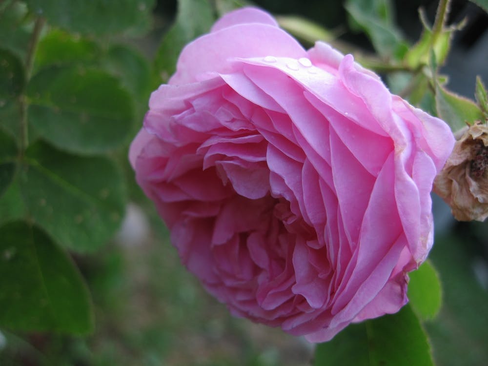Rose Of London