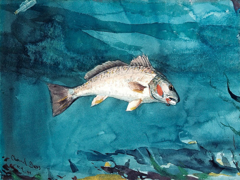 Channel Bass (1904), Winslow Homer