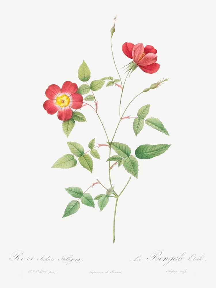 Rose Indica Stelligera, Pierre Joseph Redoute