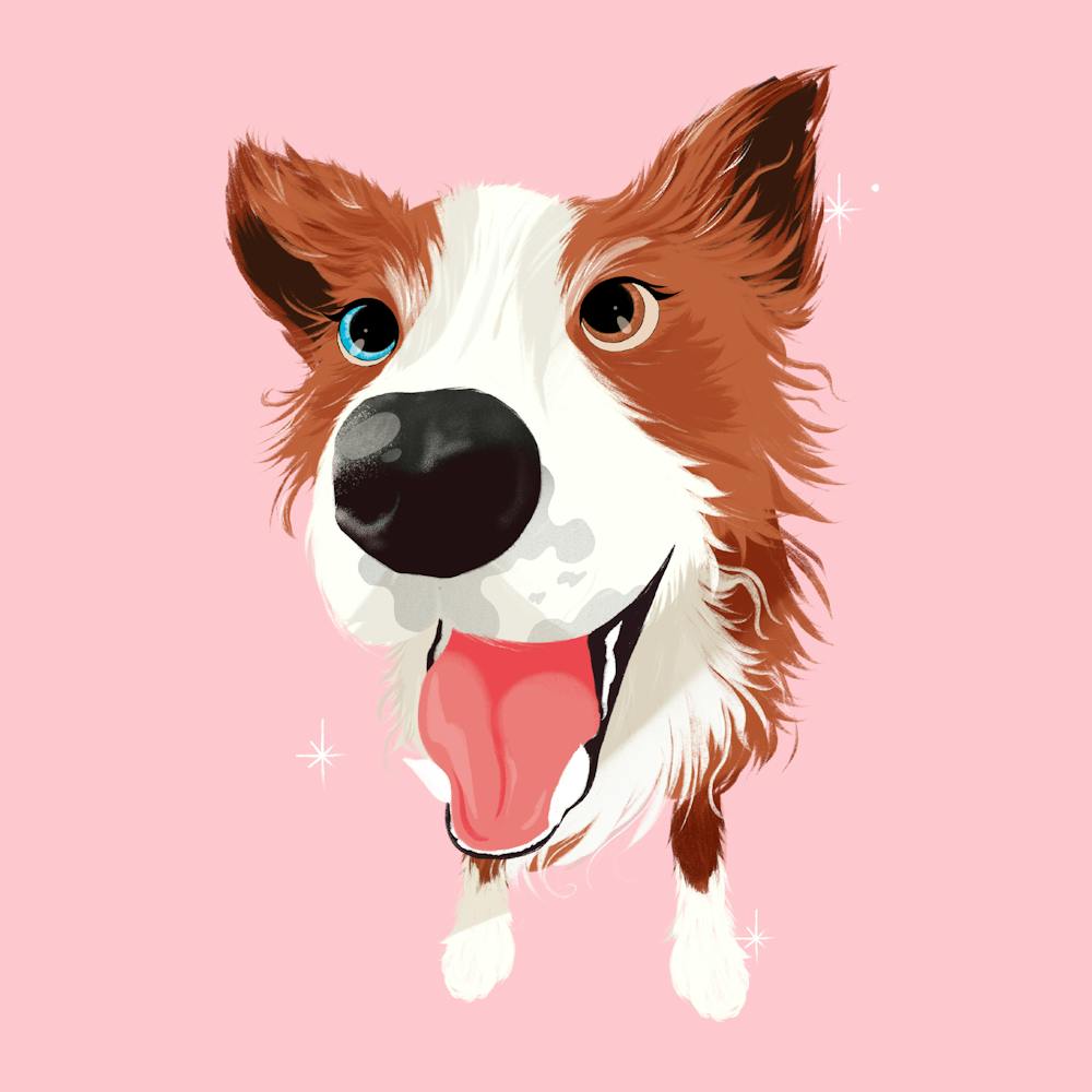 Border Collie | Sheep Dog 1