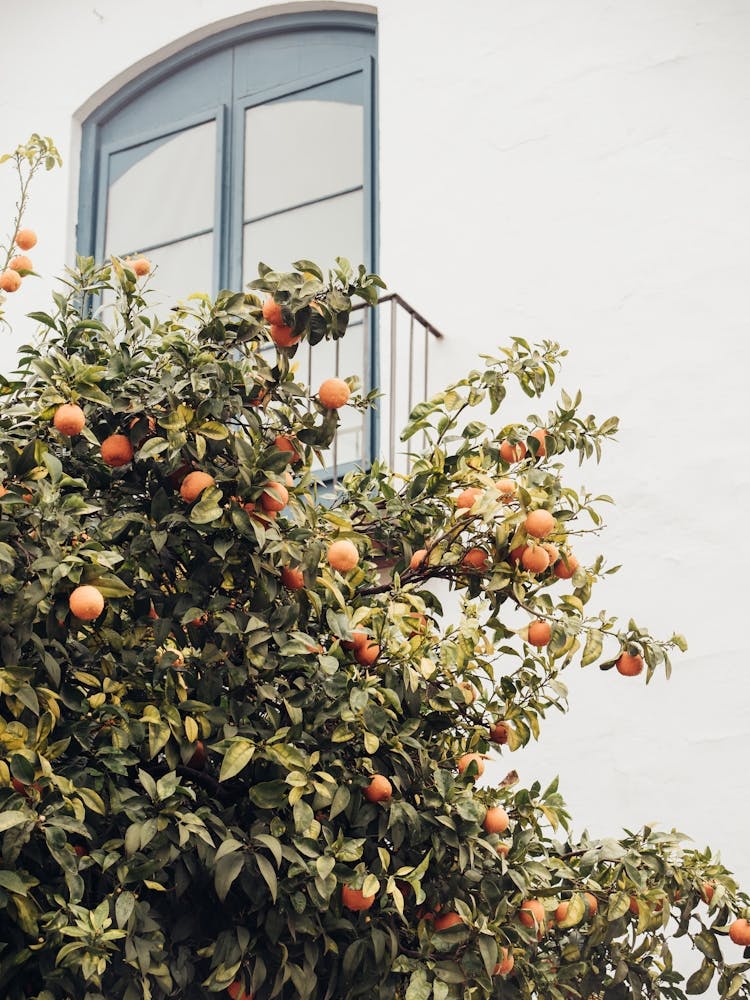 Oranges and Window in White