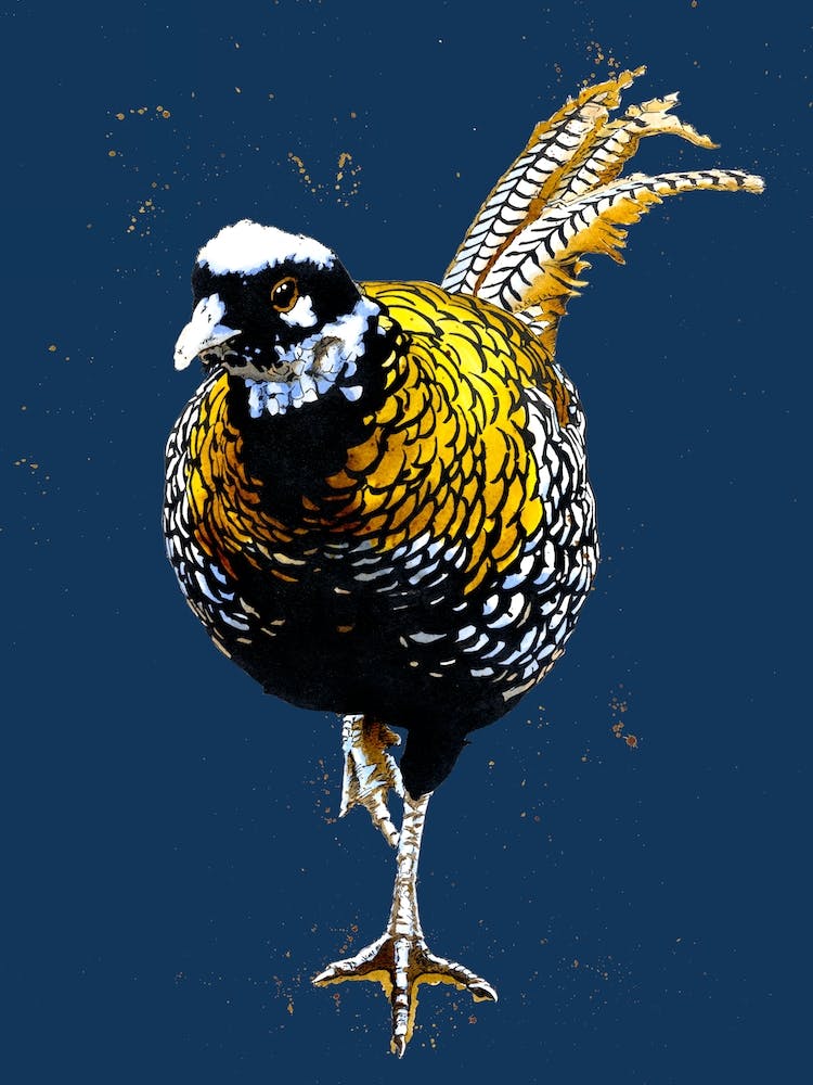 The Reeves Pheasant