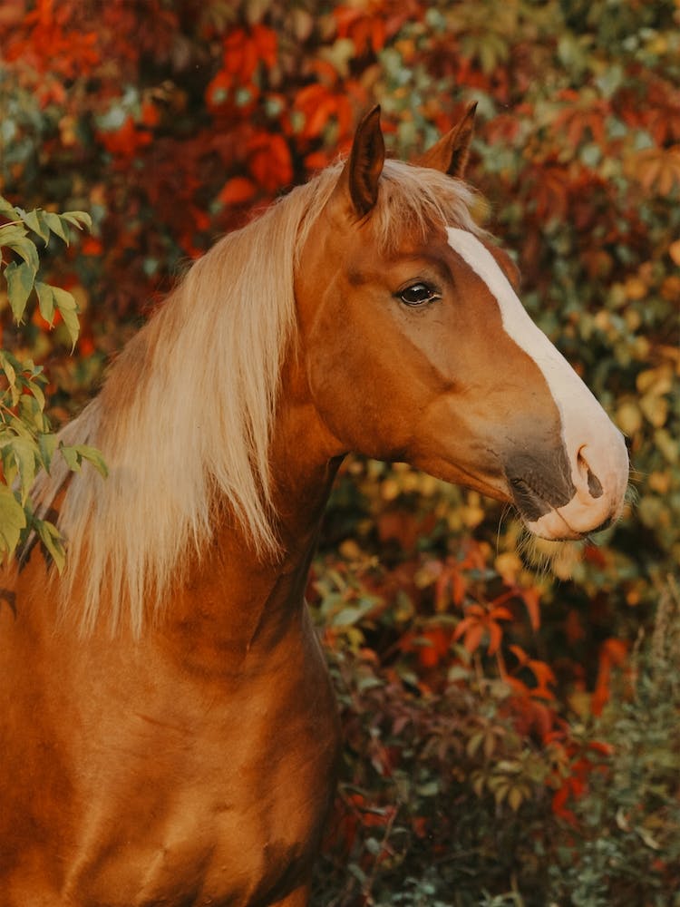 Horse Fall Colors