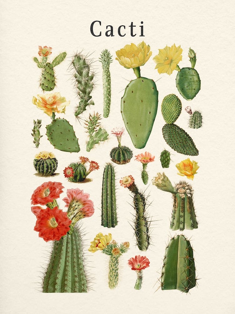 Cacti Collection