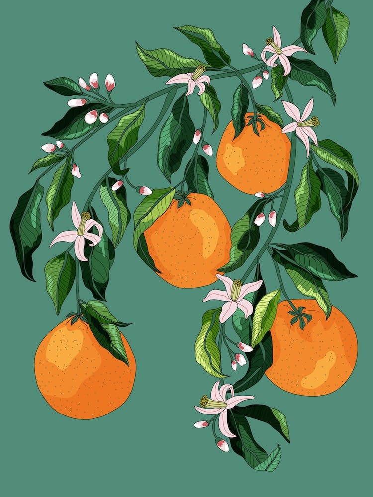 Orange Blossom