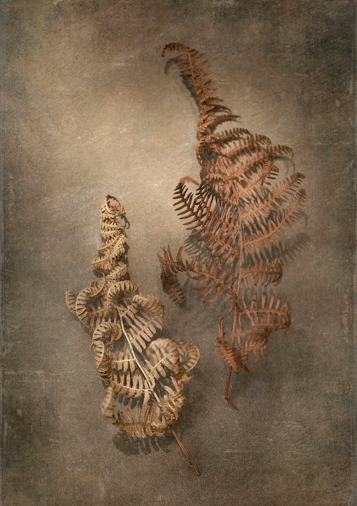 Earthy Ferns 4