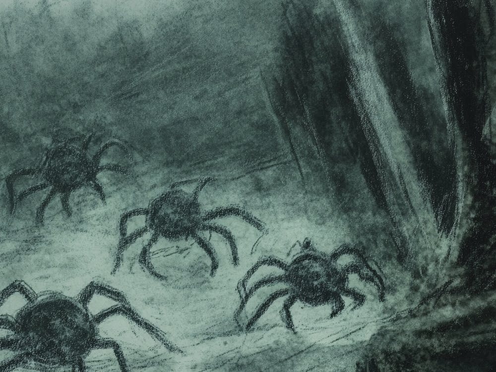 Spiders In The Woods