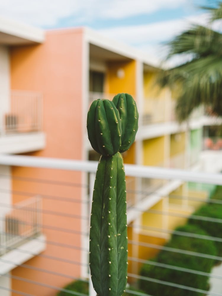 Palm Springs Cactus
