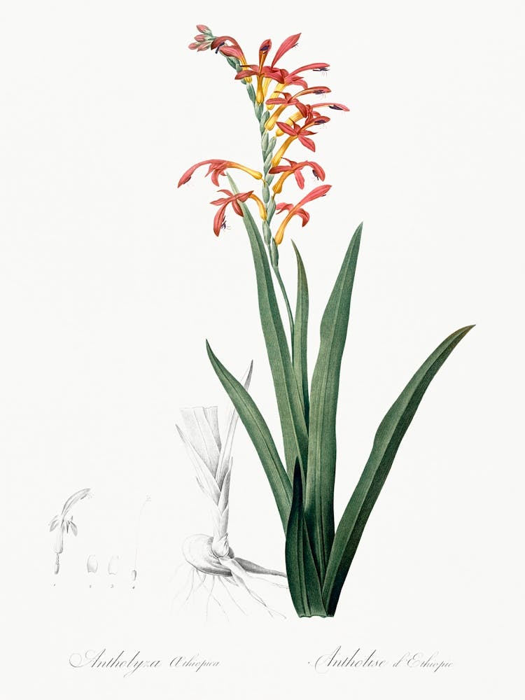 Antholyza Aethiopica, Pierre Joseph Redoute