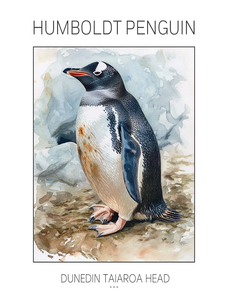 Humboldt Penguin Dunedin Taiaroa Head Watercolour Painting 4 Poster