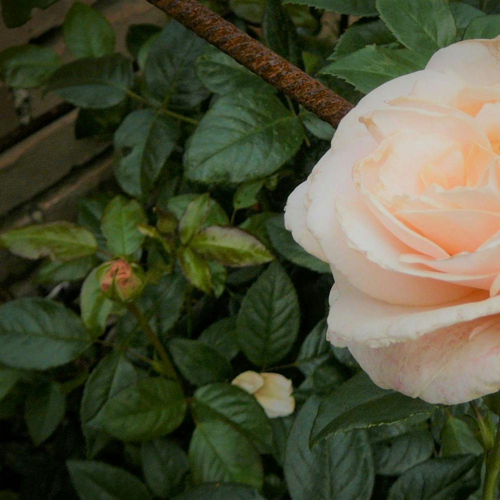 Rose Pêche