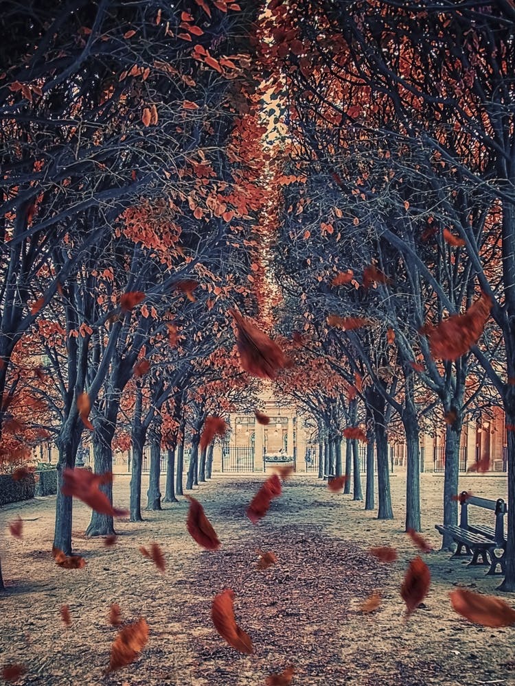 Autumn In Paris