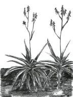 Charcoal Aloes
