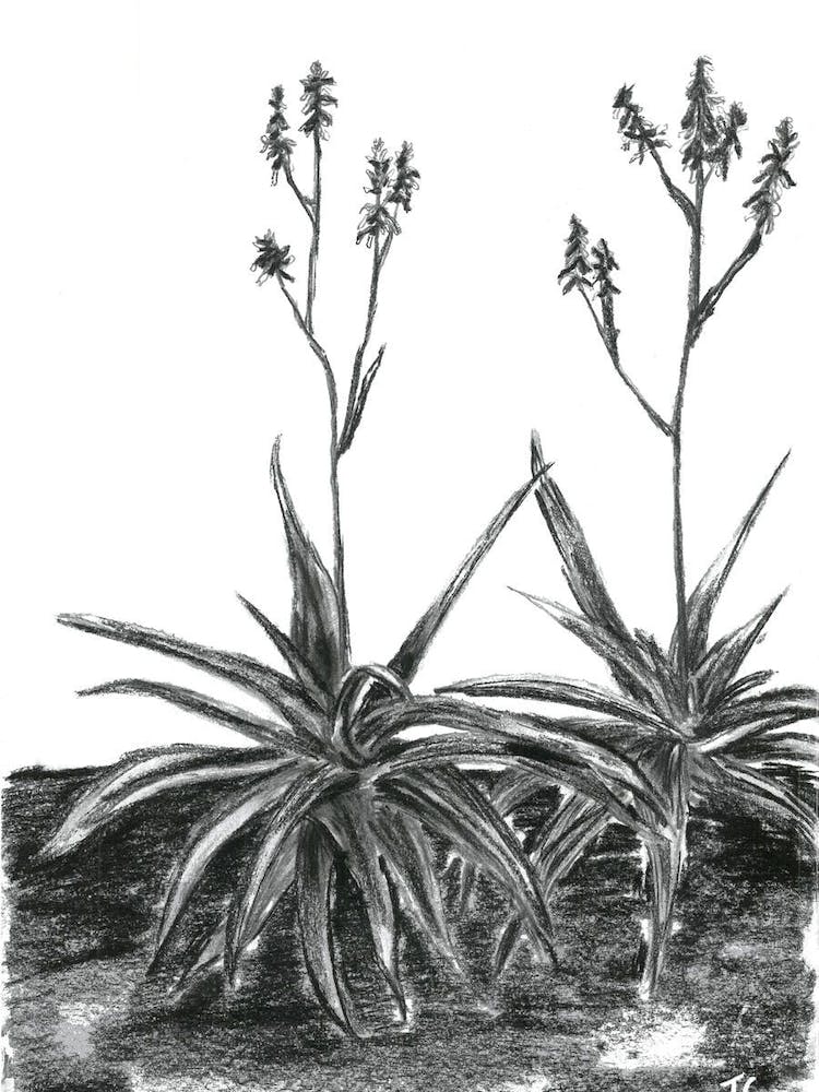 Charcoal Aloes