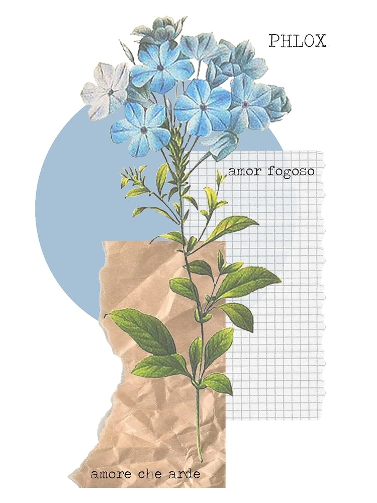 Phlox
