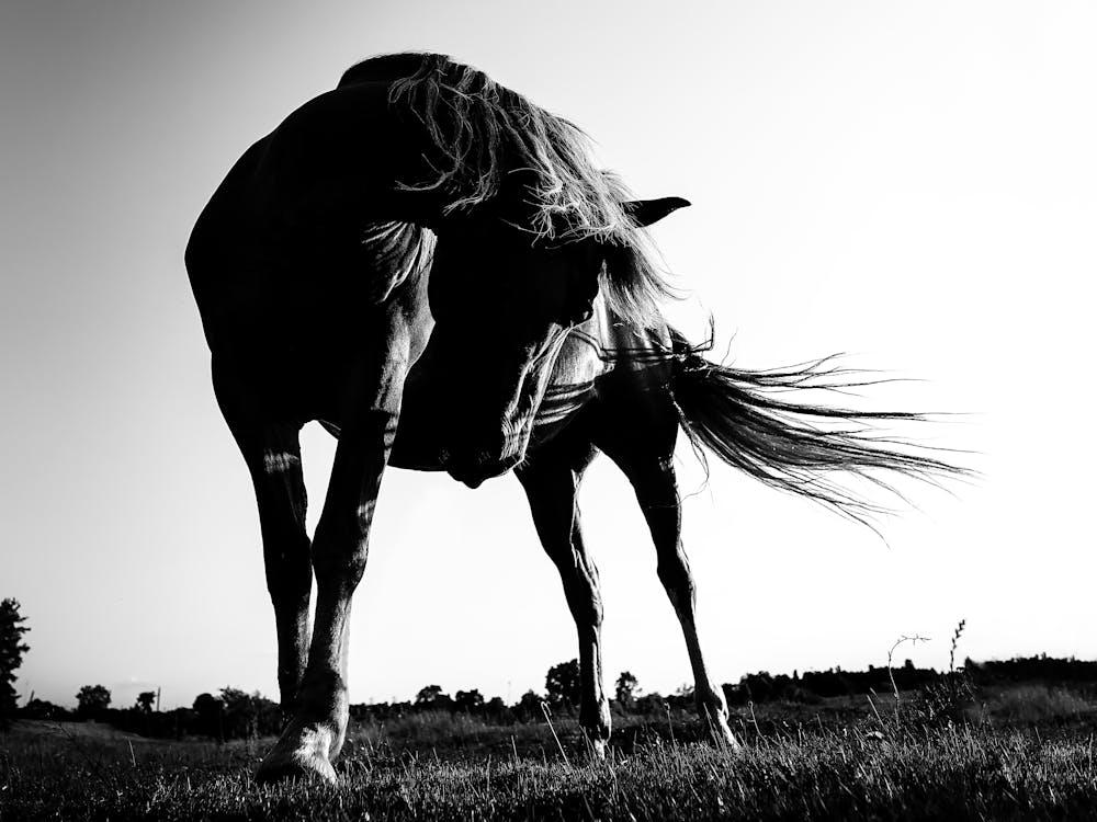Horse In The Grass