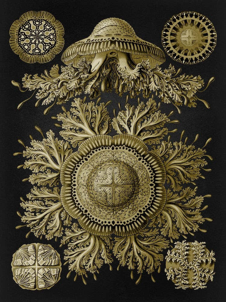 Vintage Haeckel 19 Tafel 28 Scheibenquallen