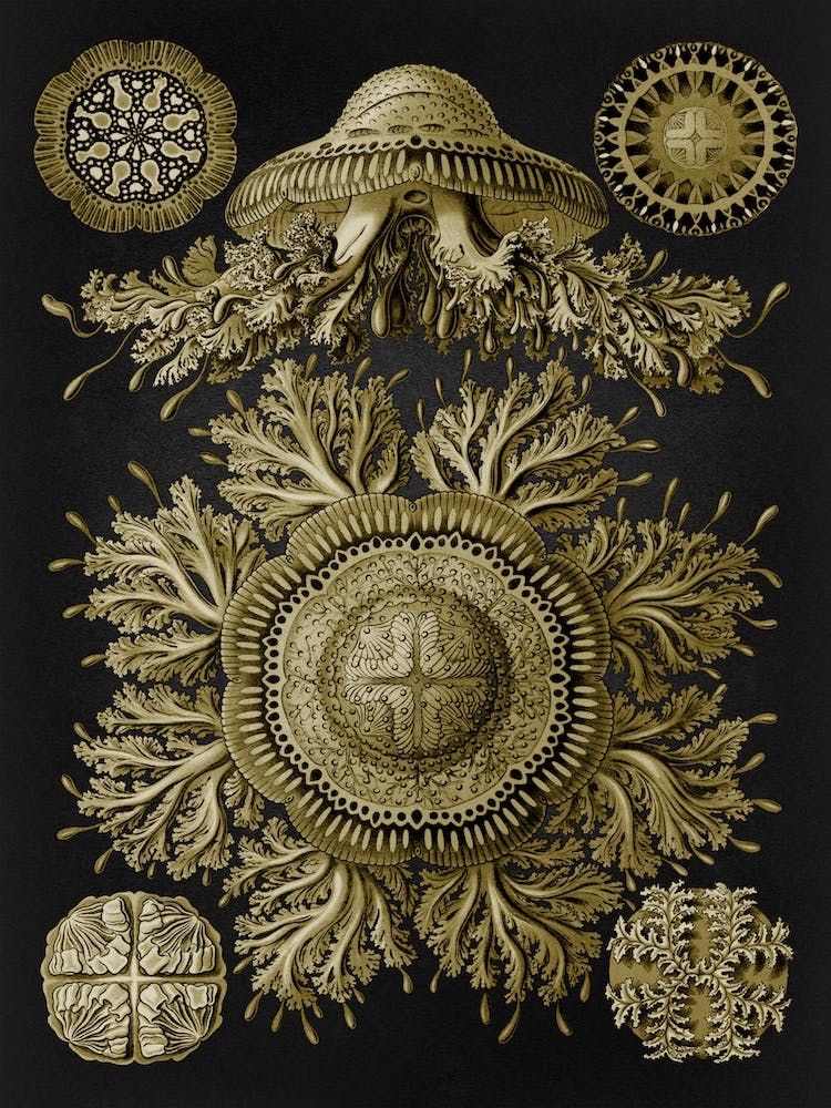 Vintage Haeckel 19 Tafel 28 Scheibenquallen