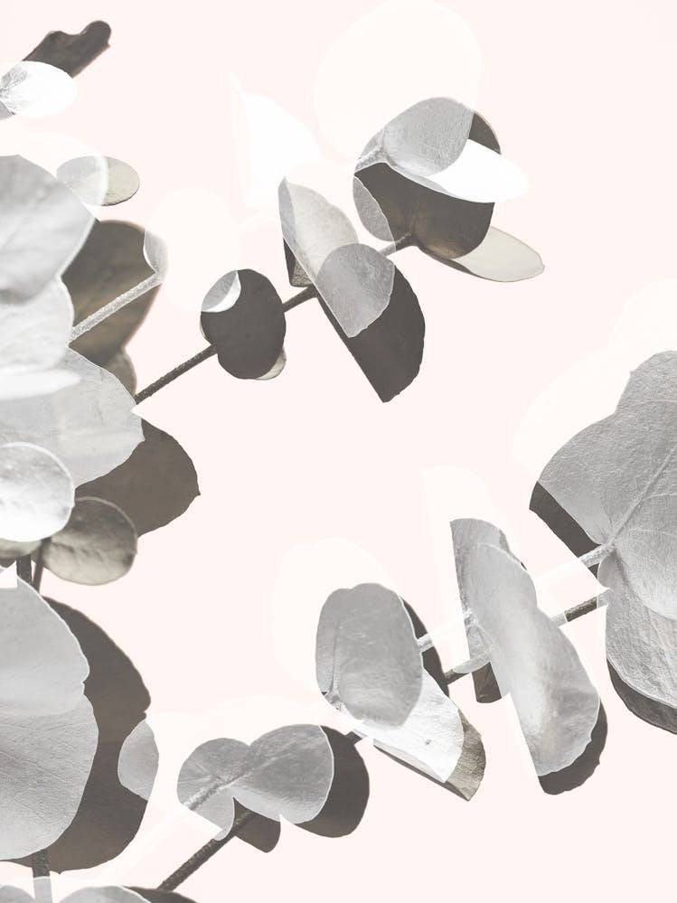 Eucalyptus Leaves 3_2061449