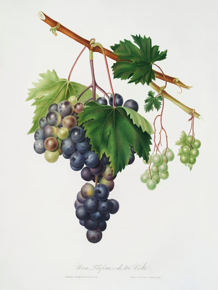 Grape From Ischia (Viti Vinifera Vegetatione Insana) From Pomona Italiana, Giorgio Gallesio