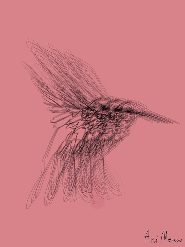 Colibri004