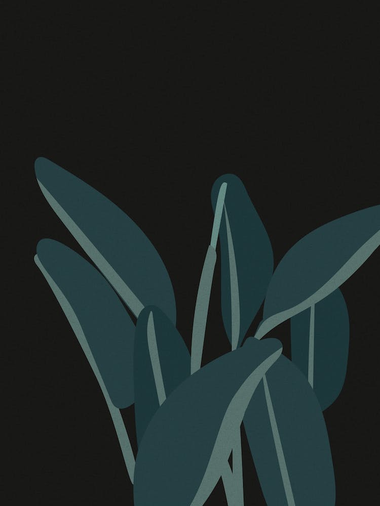 Bird Of Paradise