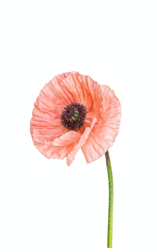 Poppy Pink 01