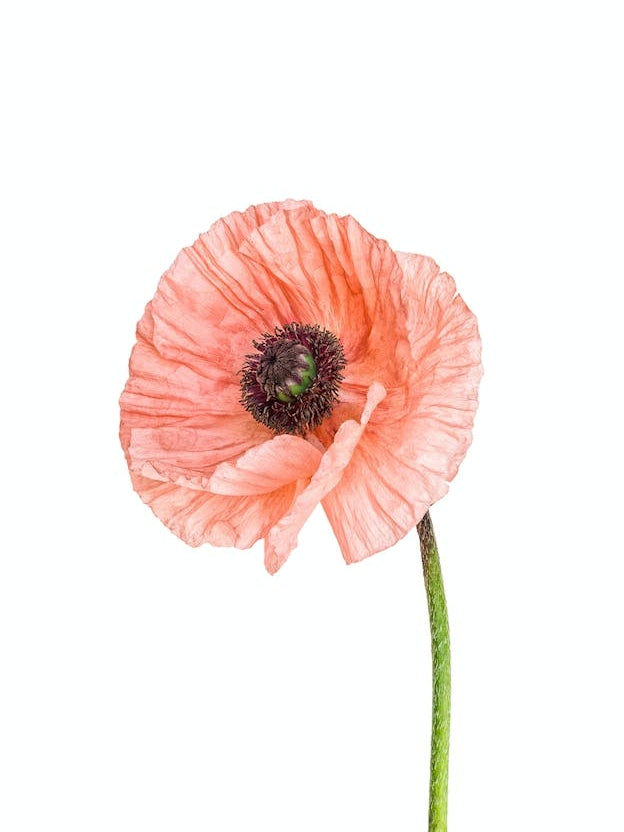 Poppy Pink 01