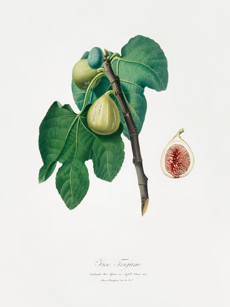 Fig (Fico Troiano) From Pomona Italiana (1817 1839), Giorgio Gallesio